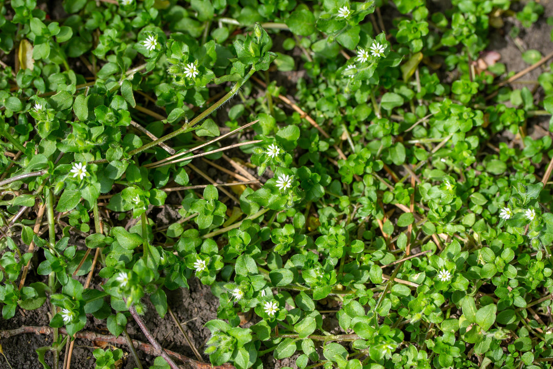Understanding Annual Winter Weeds: Your Guide to Prevention and Control