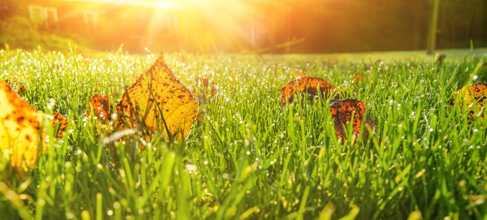 Fall Fertilizer: The Step You Don't Want To Skip