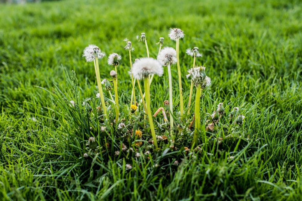 Fall Weed Control