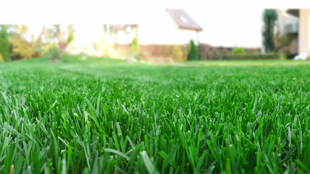 Intensify Your Lawn's Color with Deep Green 24-0-11