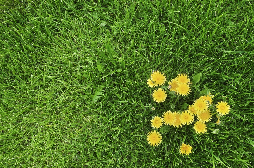Picking the Right Herbicide