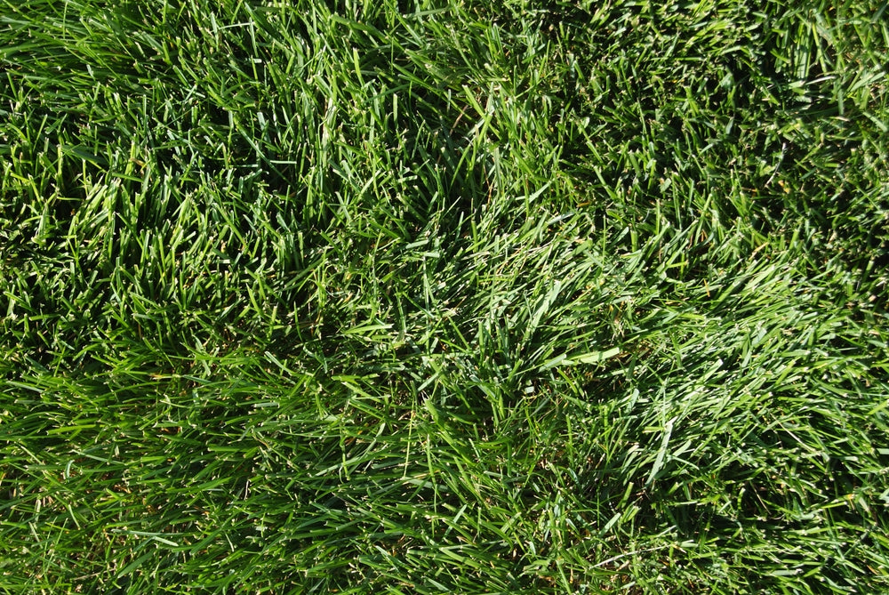 Kentucky Bluegrass Care Guide
