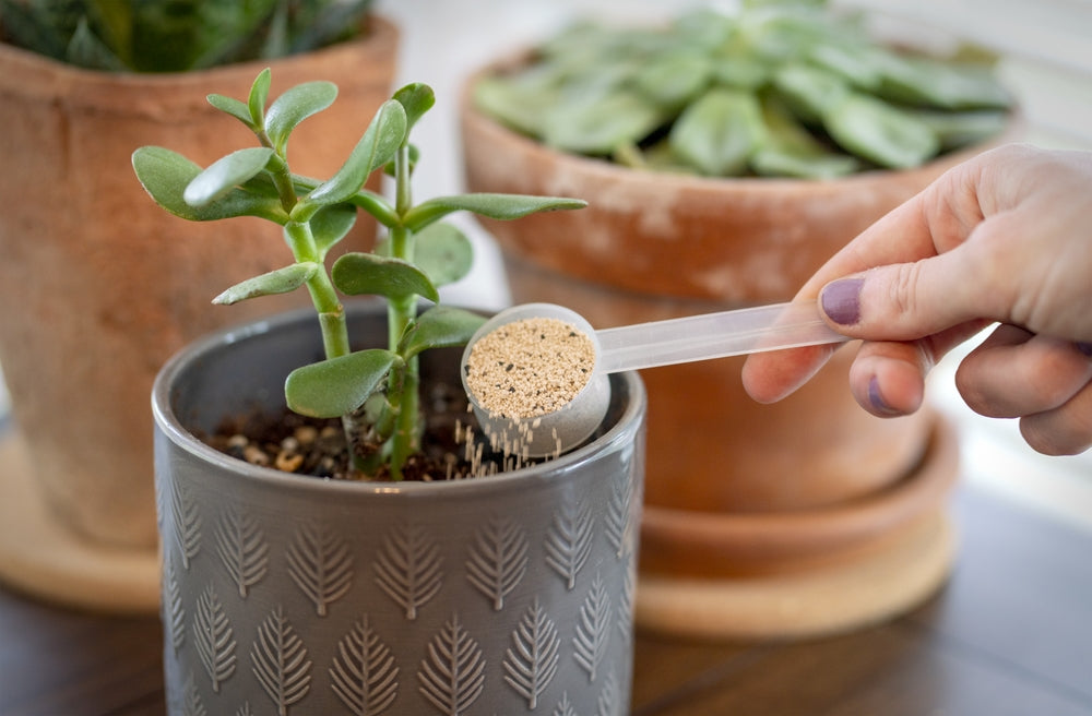 Moving Potted Plants Back Inside