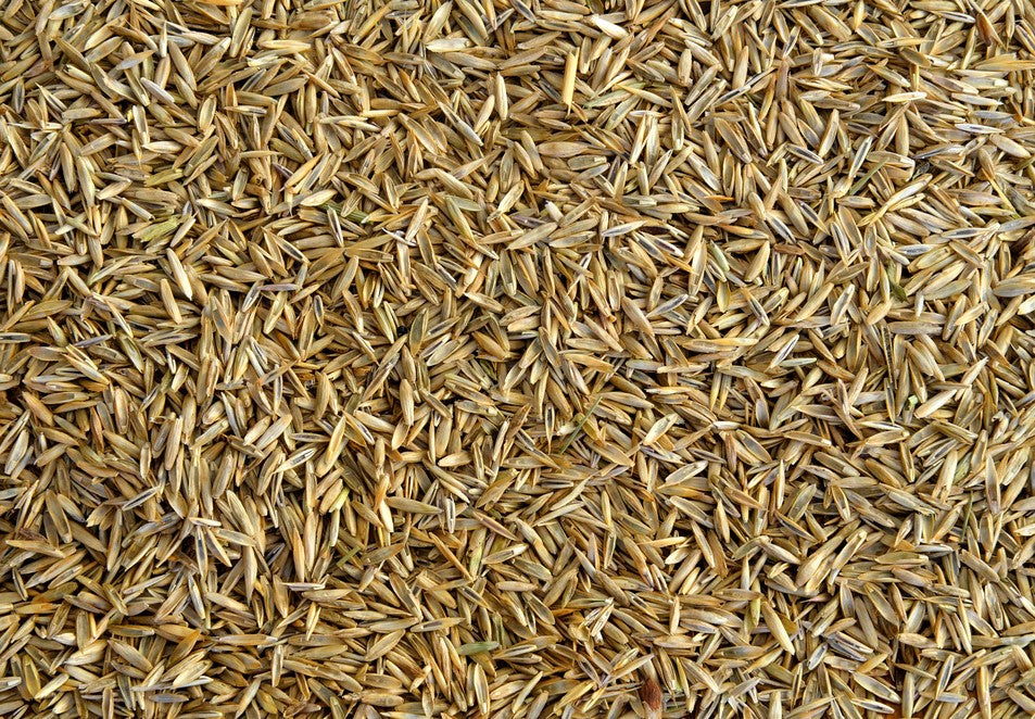 Choosing the Right Seed for Your Lawn