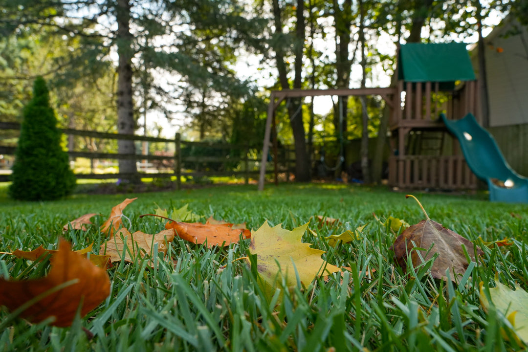 The Importance of Fall Pre-Emergent: A Guide for a Lush Lawn