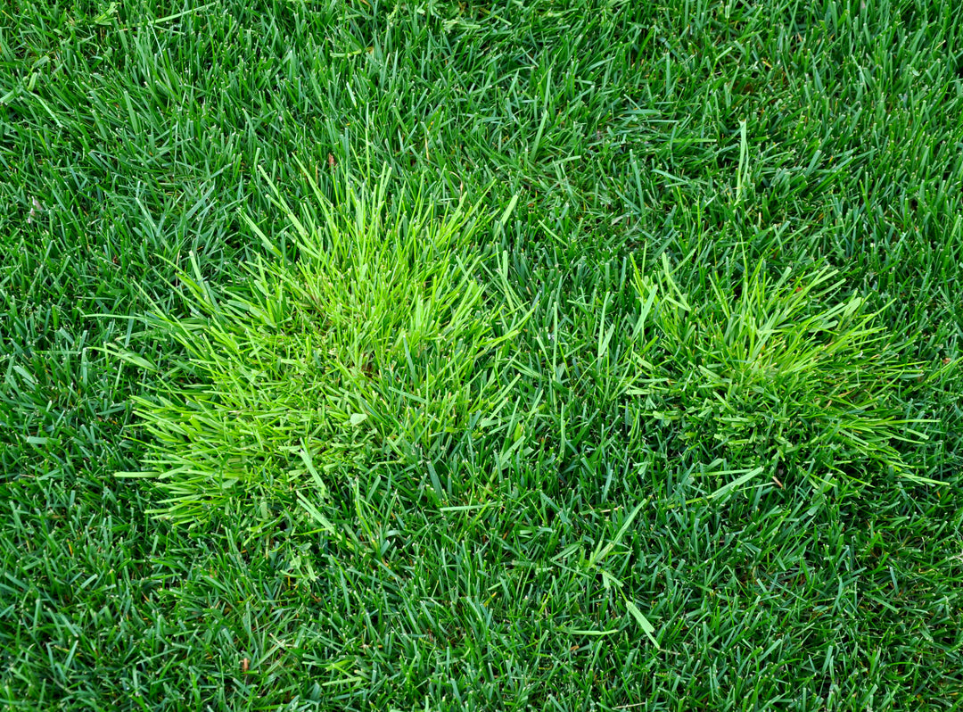 How to Prevent Poa Annua (Annual Bluegrass)