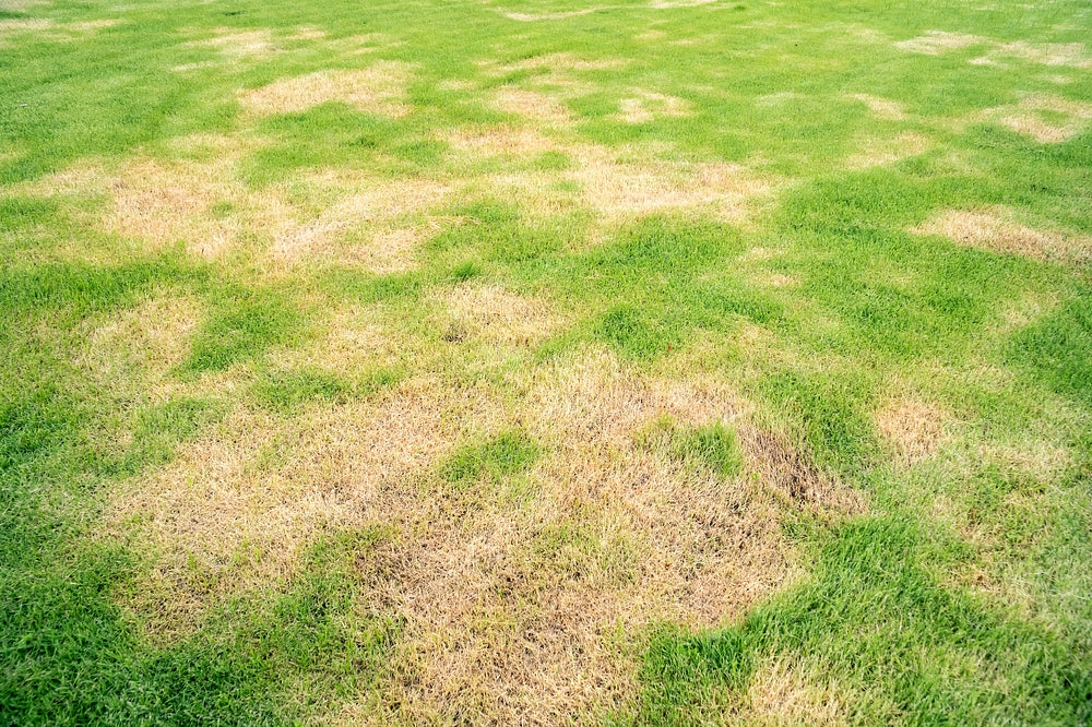 Dealing with Armyworms