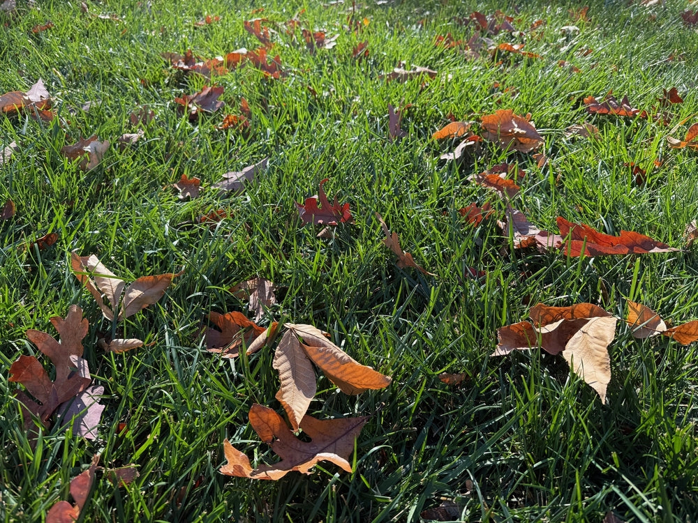 What is the Best Option for Managing Leaves on Your Lawn?