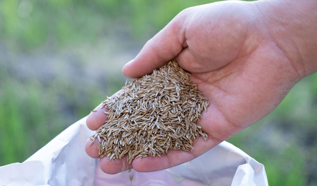 Is It Too Late to Seed in October?