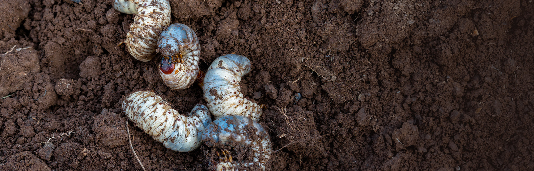 Grub Header with insects in dirt