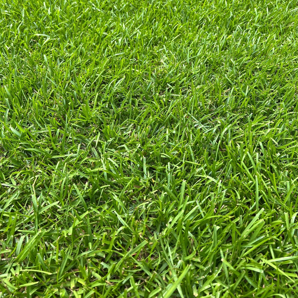 Centipede Grass Care Guide