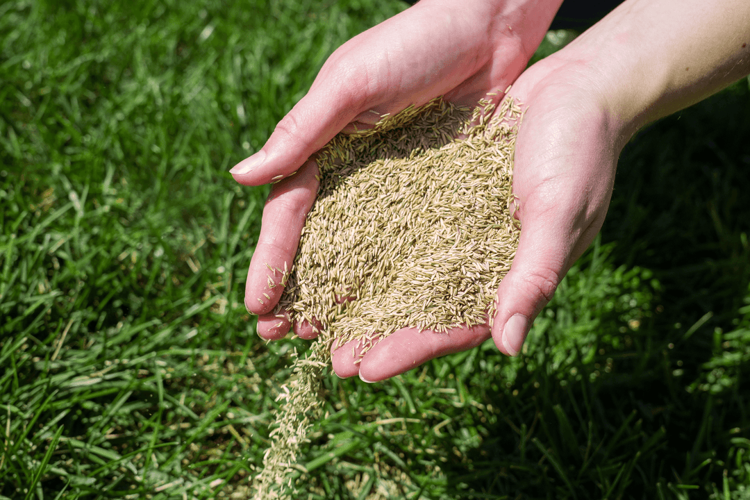 How to Plant Grass Seed in 7 Easy Steps