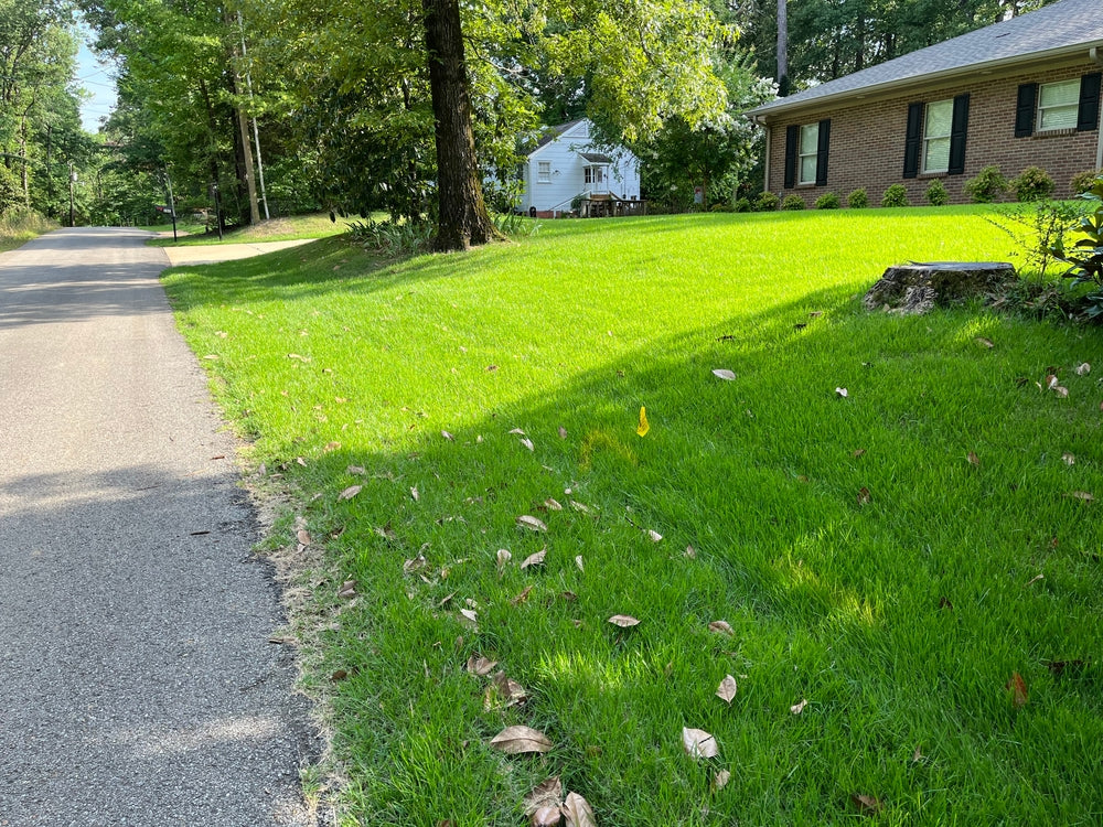Zoysia Grass Care Guide