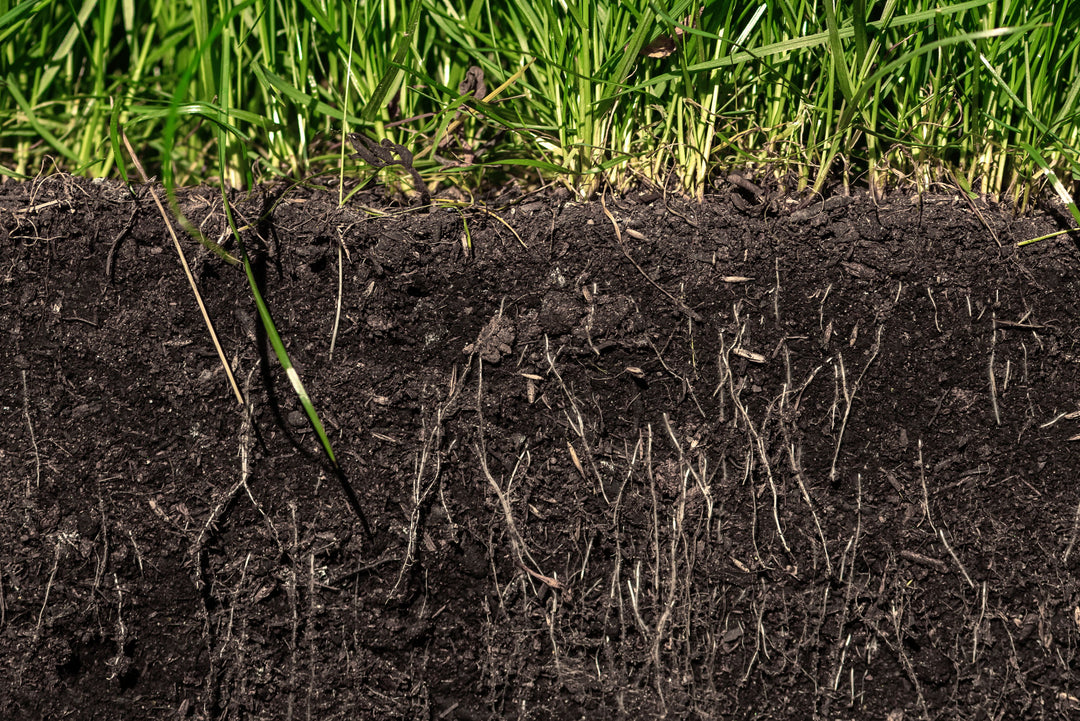 How to Control Insects Above the Grass and Grubs Below the Roots