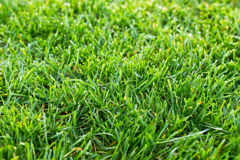Fescue Grass Care Guide