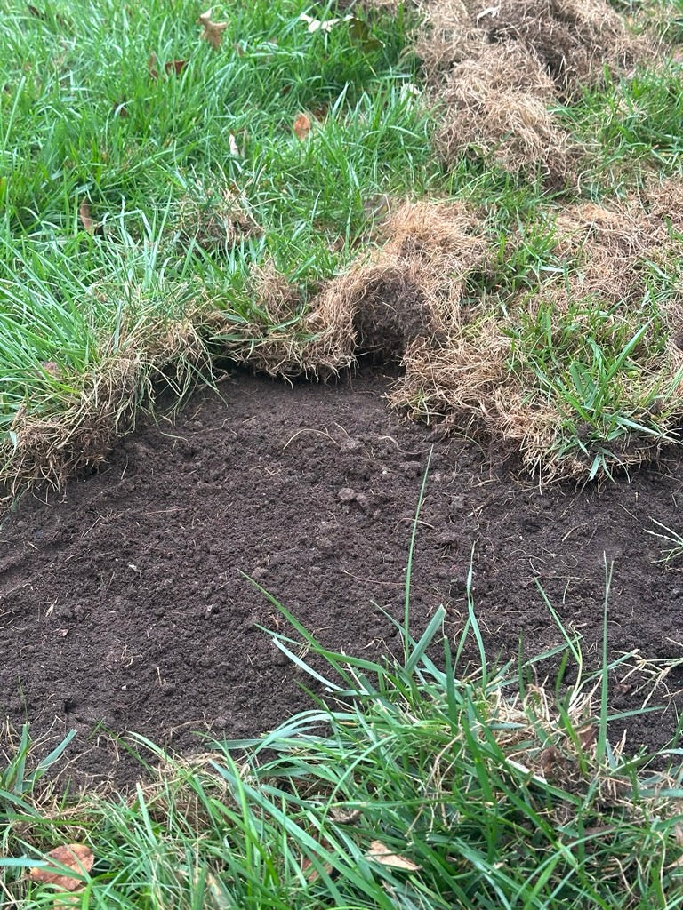 Late Summer Lawn Rescue: Treating Grubs and Repairing Grub Damage