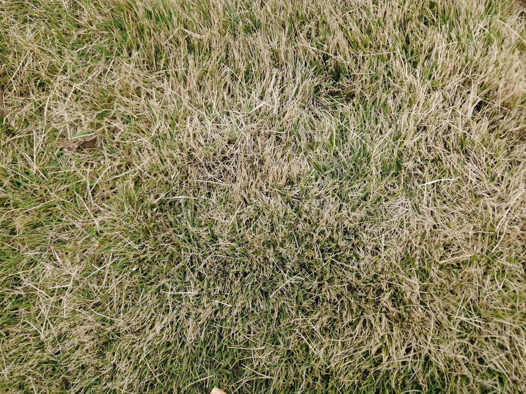 When Does Grass Come Out of Dormancy?