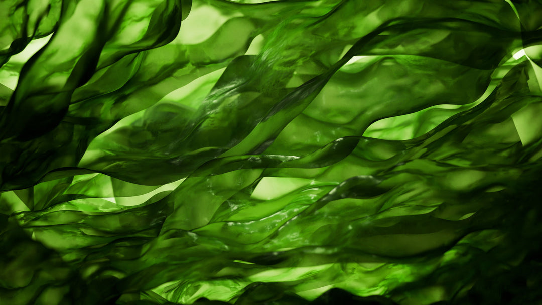 Prepare Your Lawn Through Summer Stress: The Benefits of Seaweed + Fulvic Acid