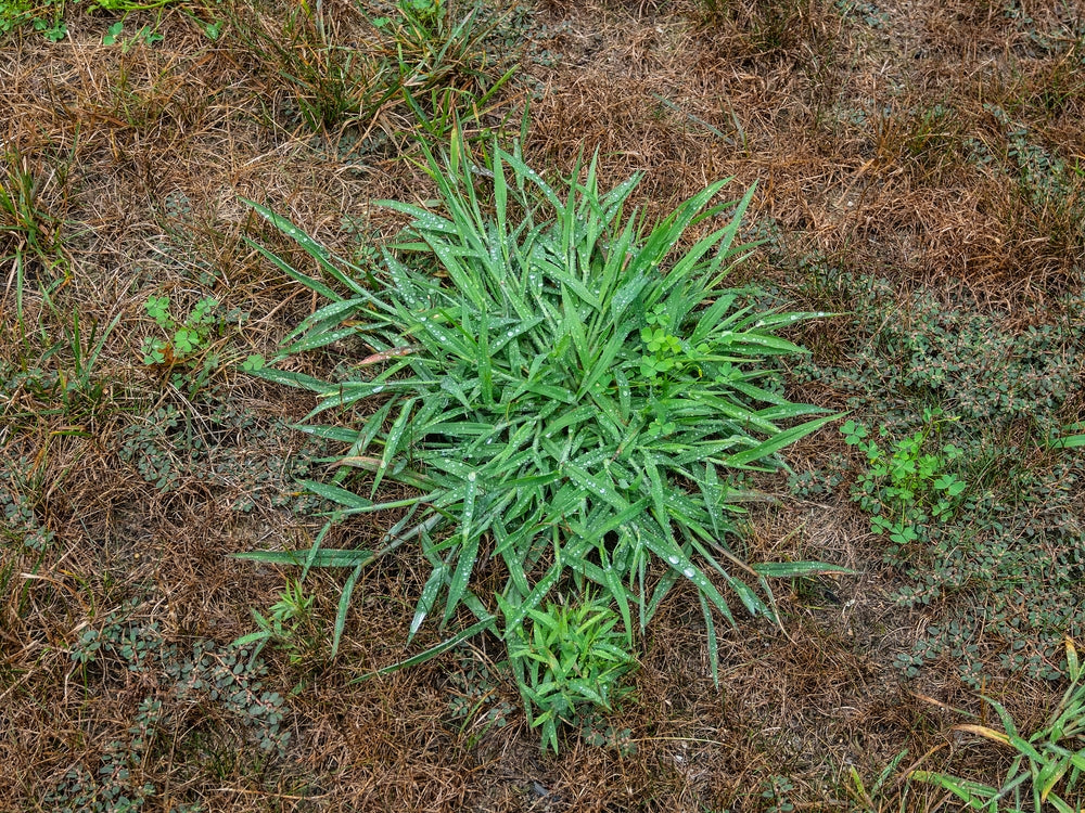 How to Prevent Crabgrass