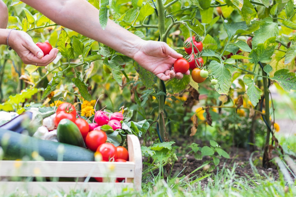 Growing a Bountiful Garden