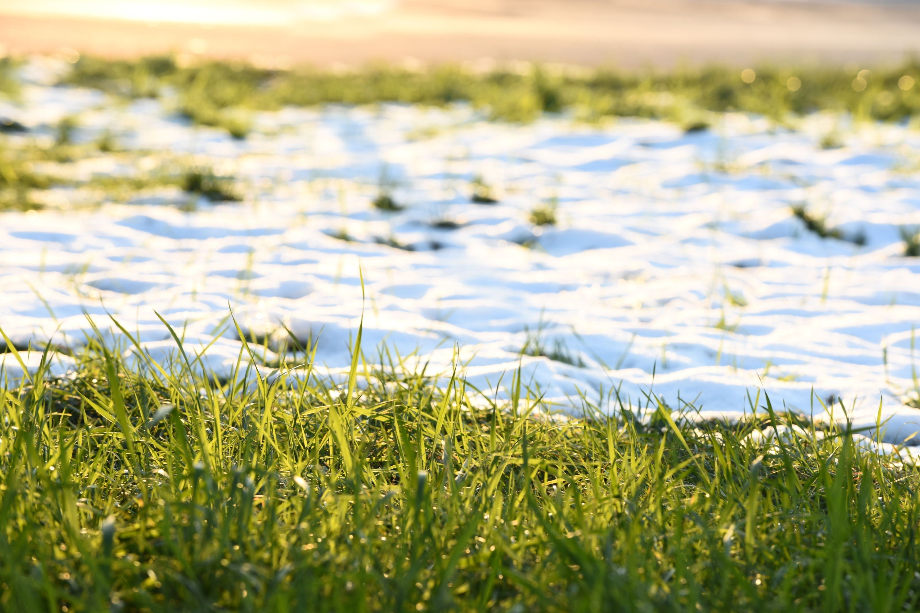 Don’t Let “Fake Spring” in the Midwest Trick Your Lawn – Andersons Lawn