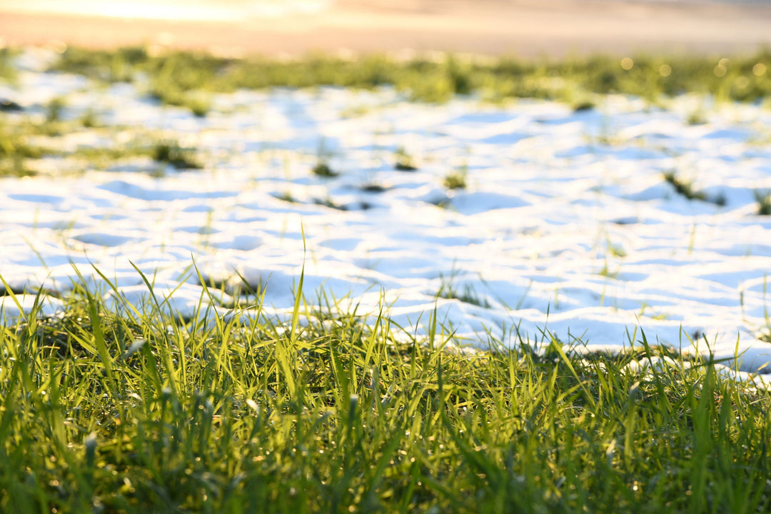 Don’t Let “Fake Spring” in the Midwest Trick Your Lawn