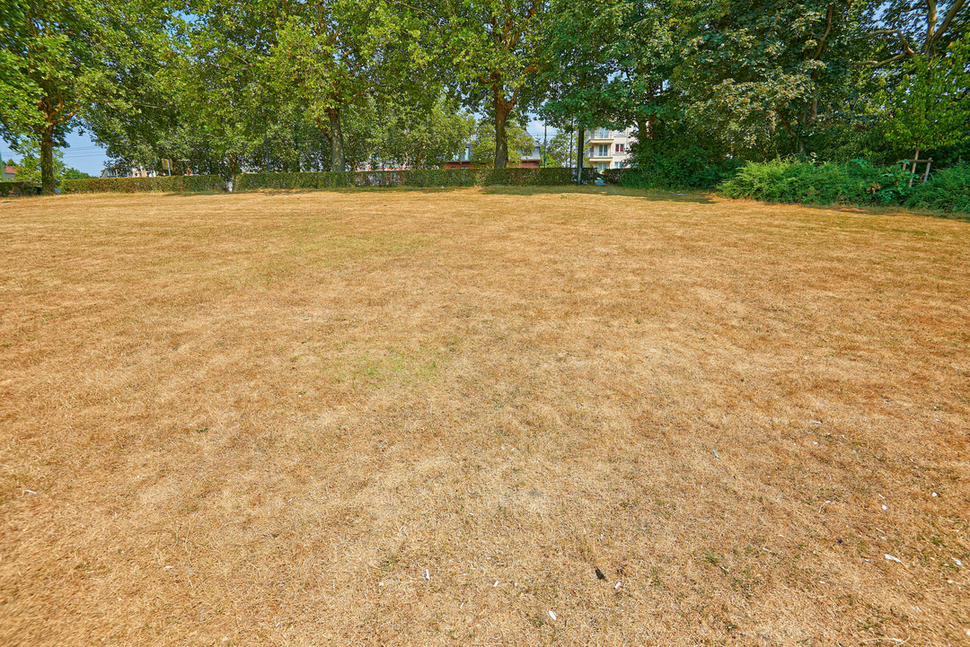 How to Repair Lawn Damage from Summer Heat