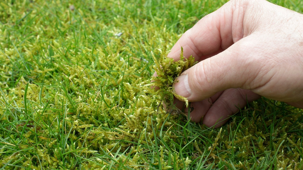 Dealing with Moss in Lawns: Causes, Prevention and Solutions