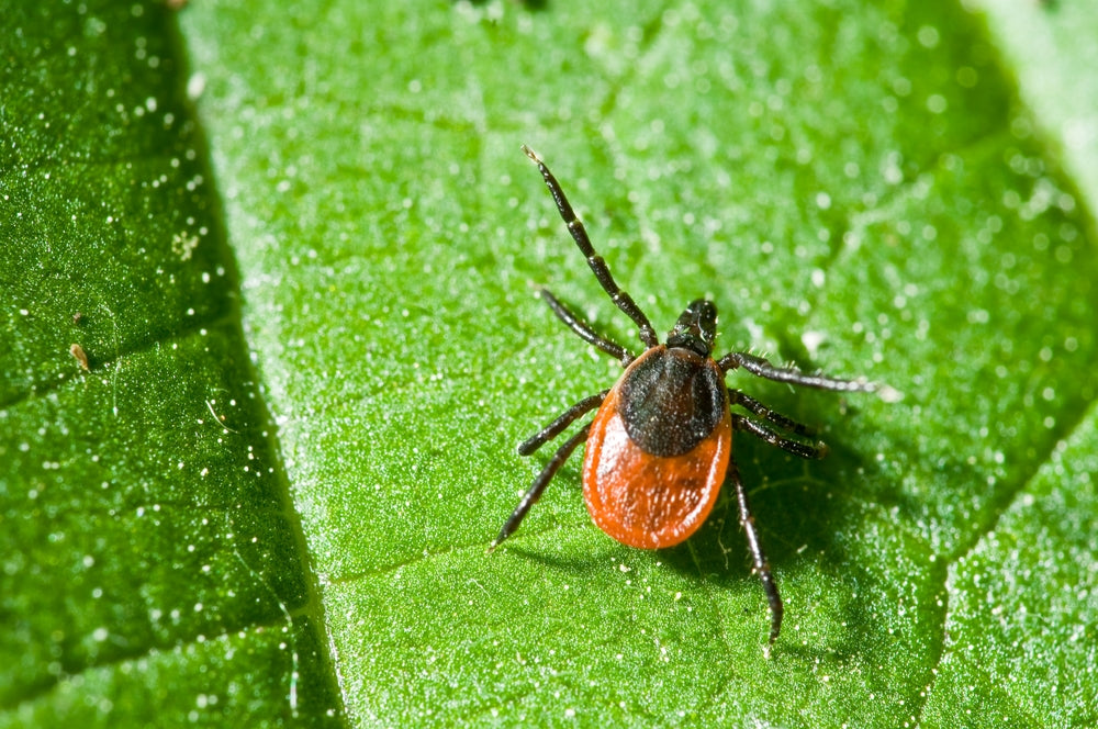 Ticks: Navigating the Pests of Warmer Months