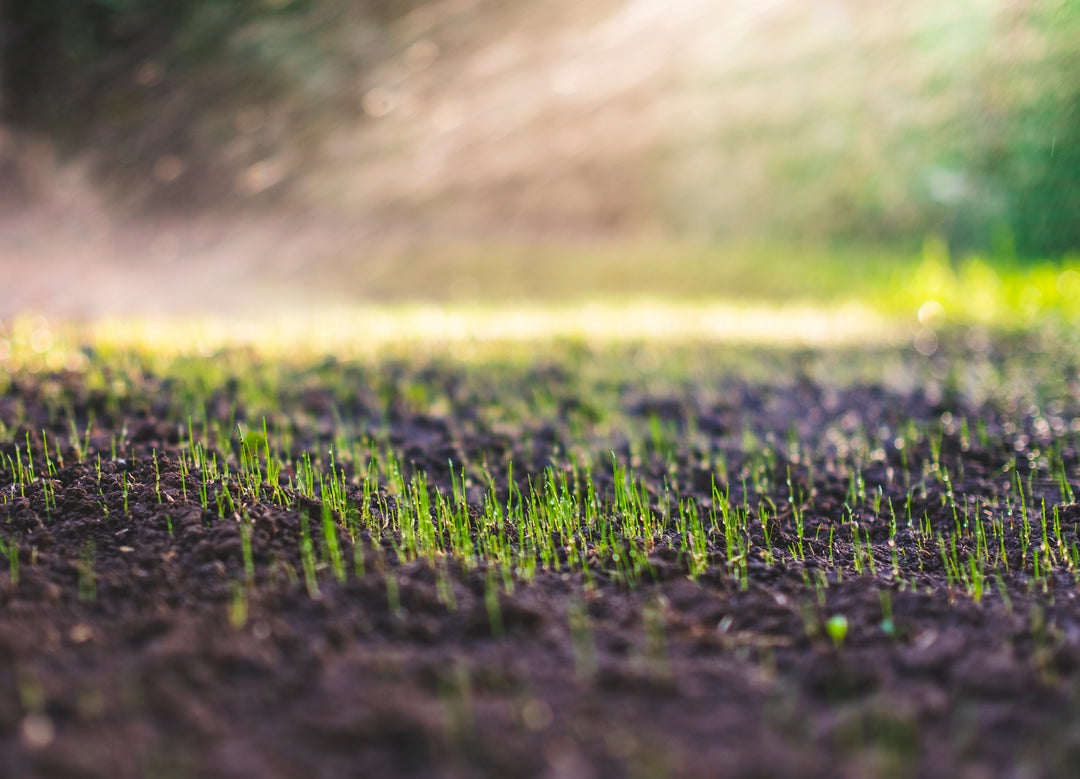 What Is Grass Seed Pre-Germination?
