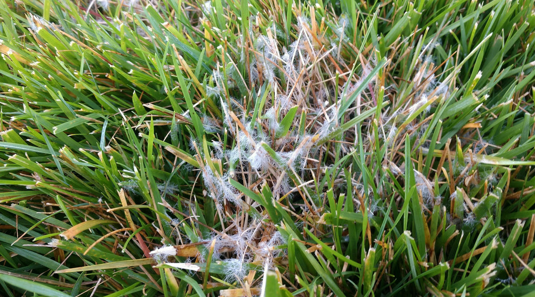 Mastering Lawn Disease Prevention and Treatment