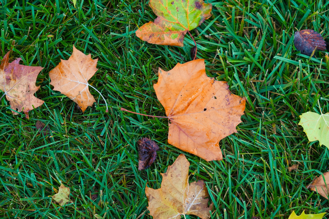 Fall Lawn Care Checklist: Your Roadmap to a Thicker, Healthier Lawn Next Spring