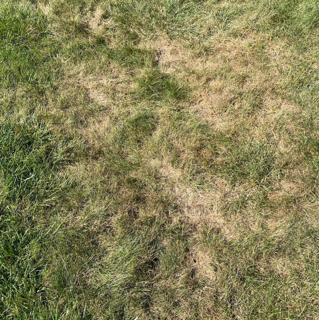 Why Does My Lawn Have Dry Patches? Understanding Localized Dry Spots and Hot Spots
