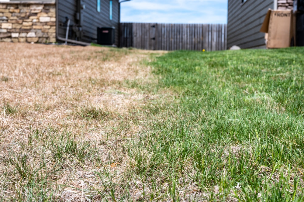 Carbon's Role in Summer Stress Management