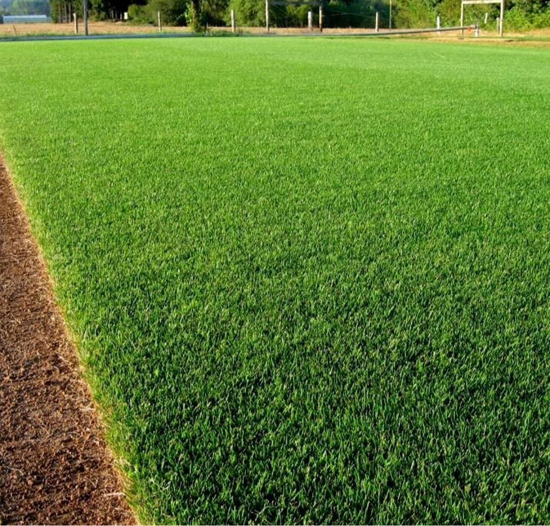 Perennial Ryegrass Care Guide