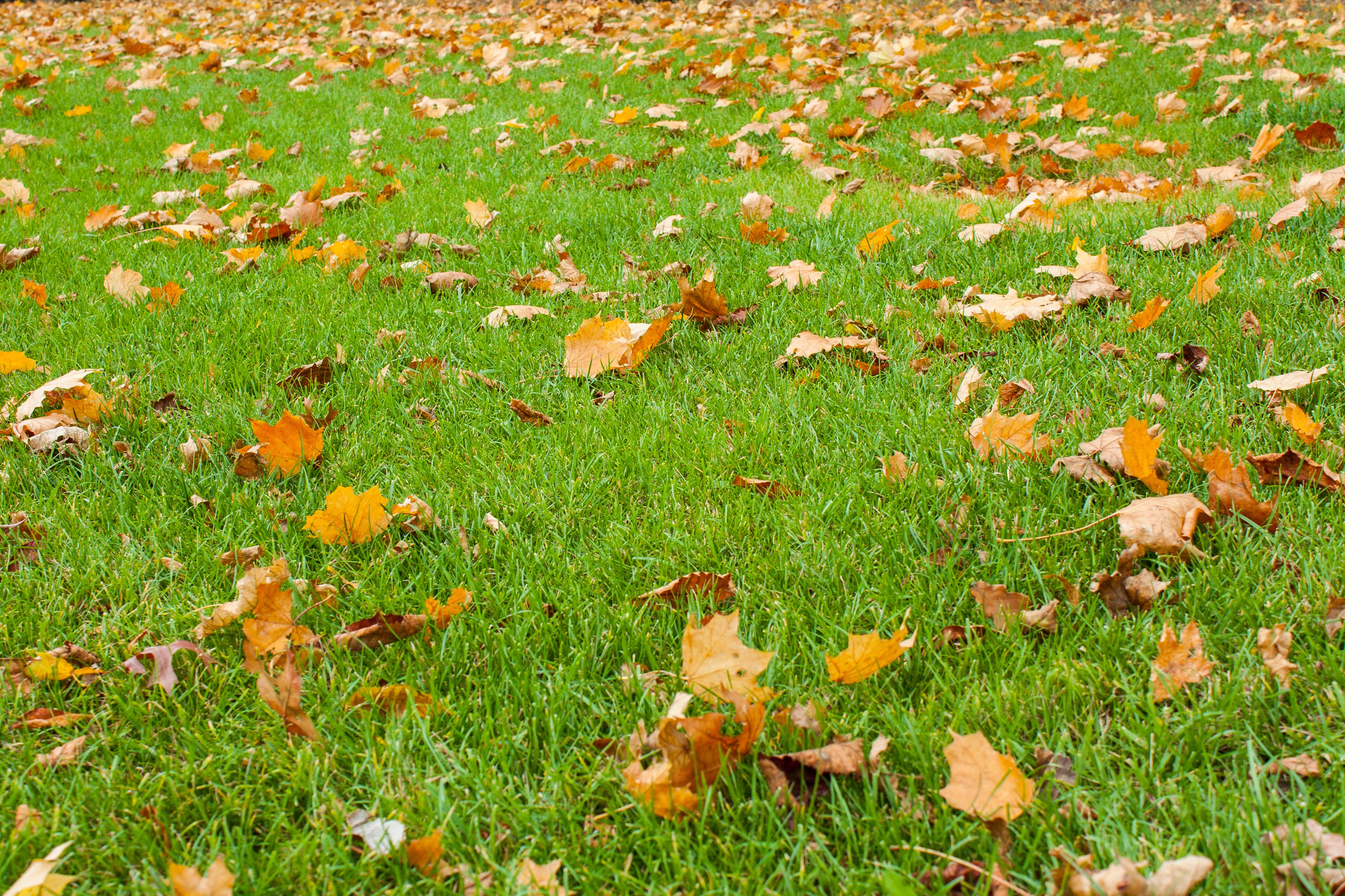 Why Fall is the Best Time to Seed Your Lawn – Andersons Lawn