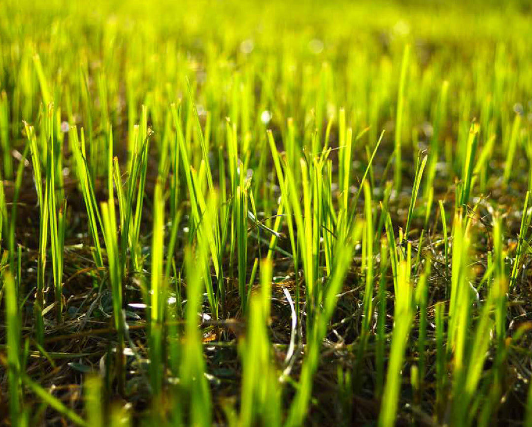 I Seeded My Lawn, What Do I Do Now?