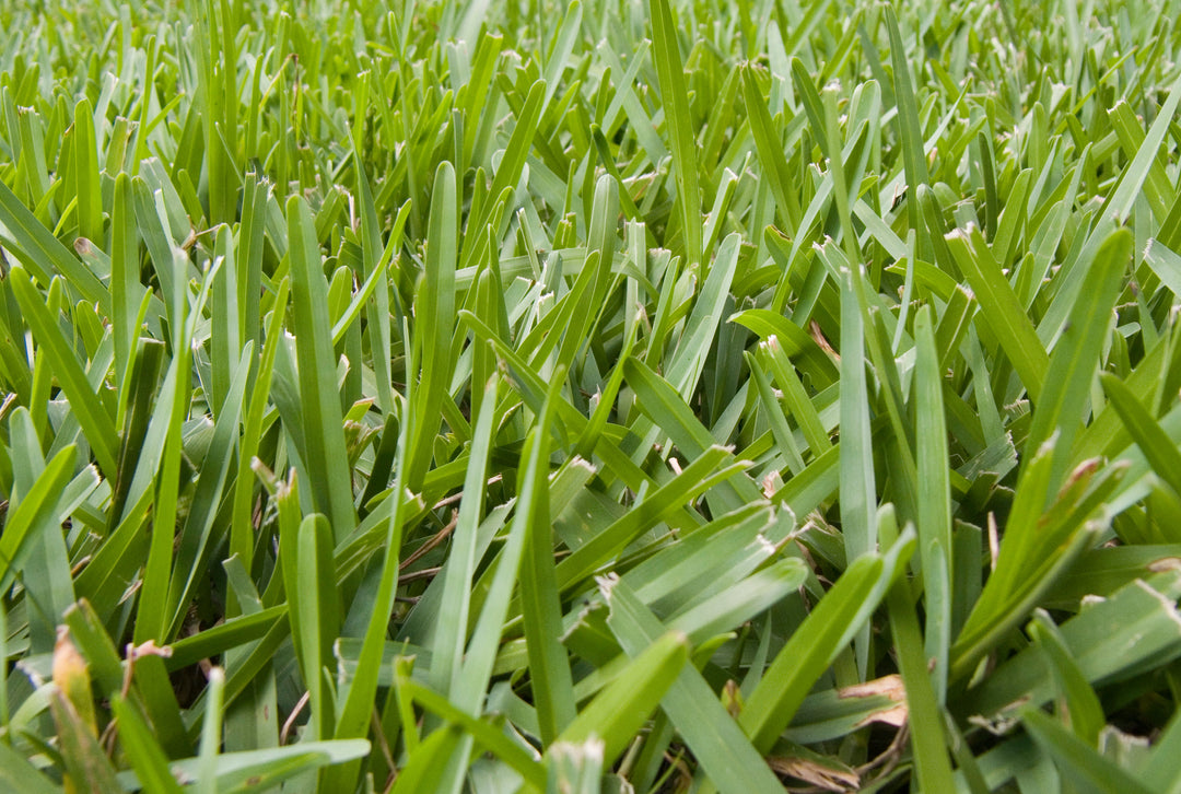 St. Augustine Grass Care Guide