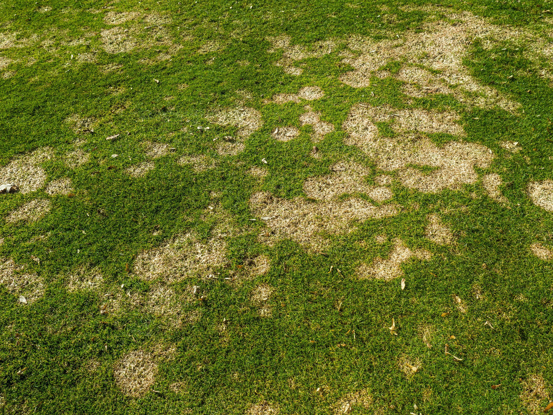 Keeping Your Lawn Safe from Snow Mold: Winter’s Hidden Threat