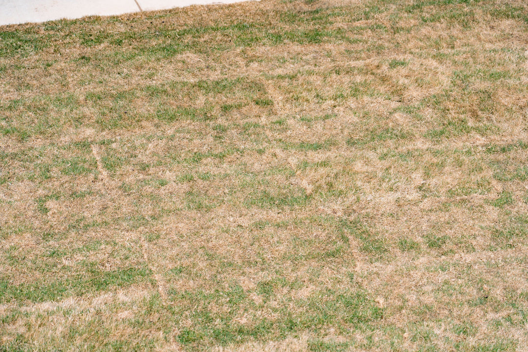 What to Do for Your Lawn During Summer Heat & Drought