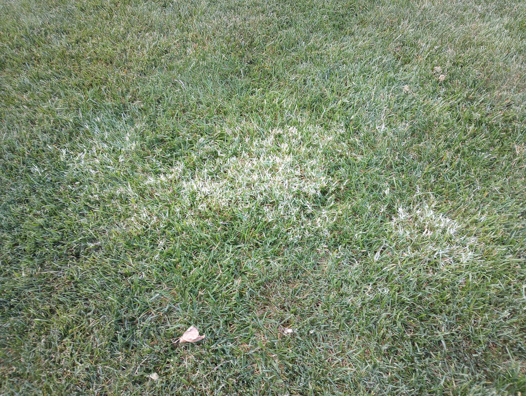 How to Control Weeds When Seeding Your Lawn with Mesotrione