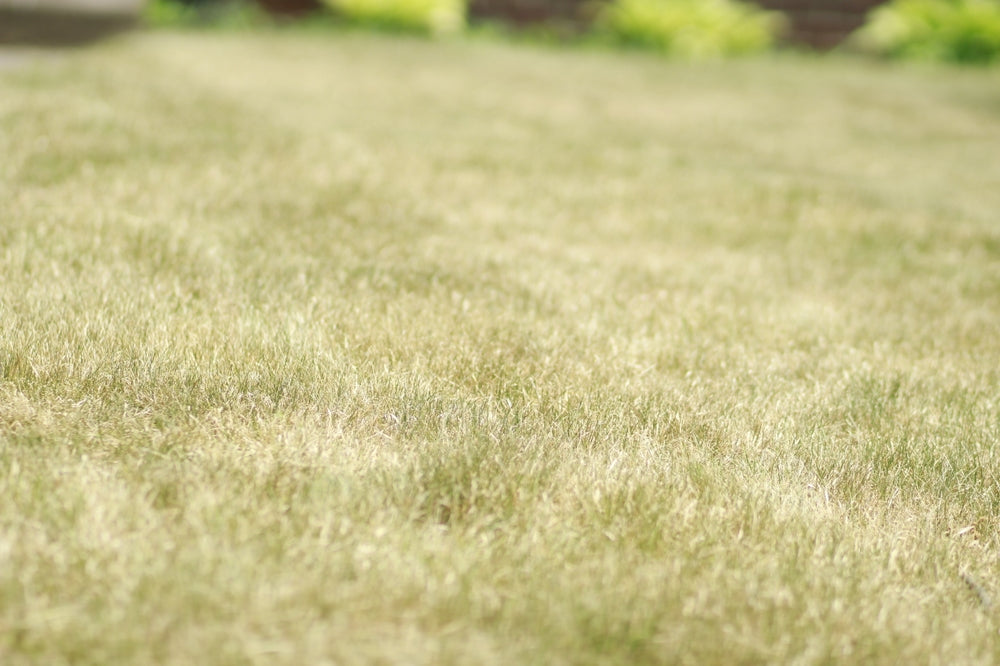Drought Do's and Don'ts