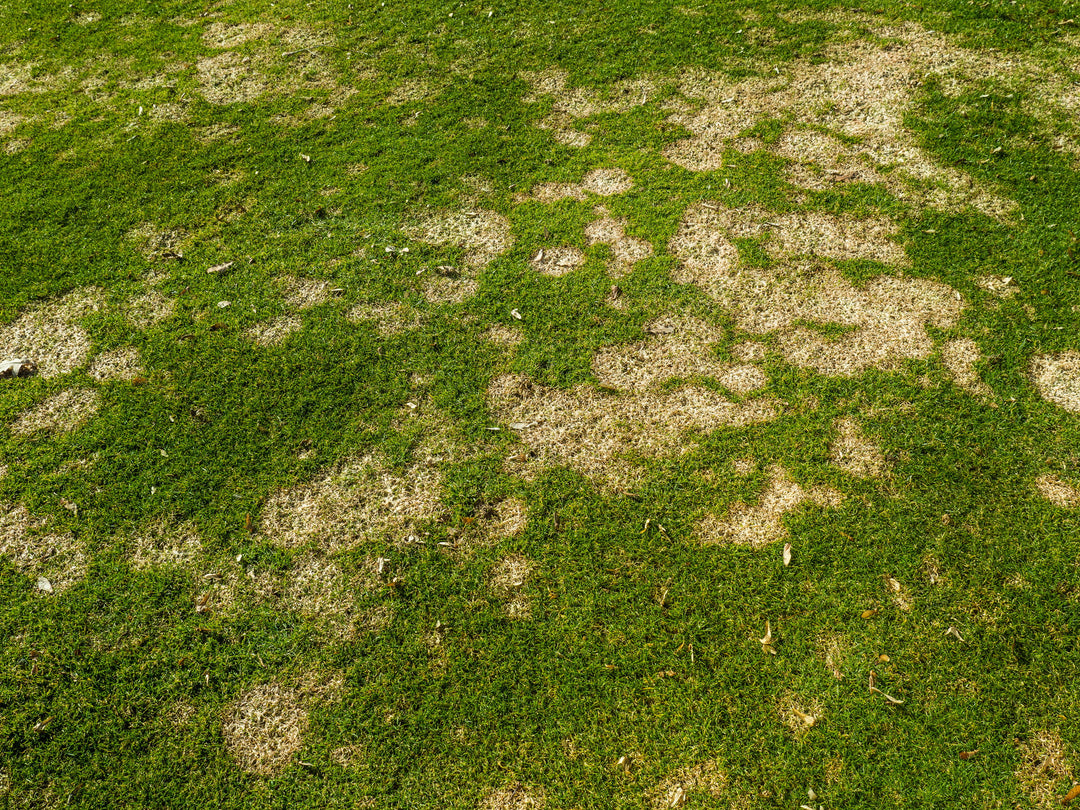 Keeping Your Lawn Safe from Snow Mold: Winter’s Hidden Threat