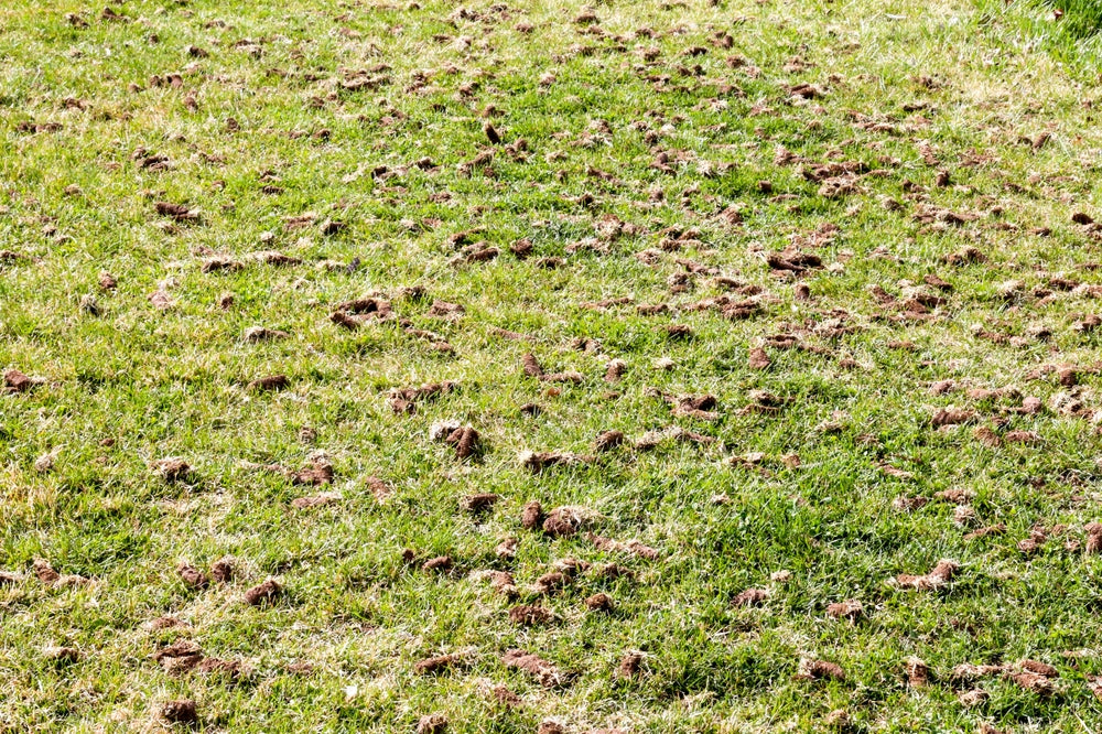 Core Aeration: Let Your Lawn Breathe