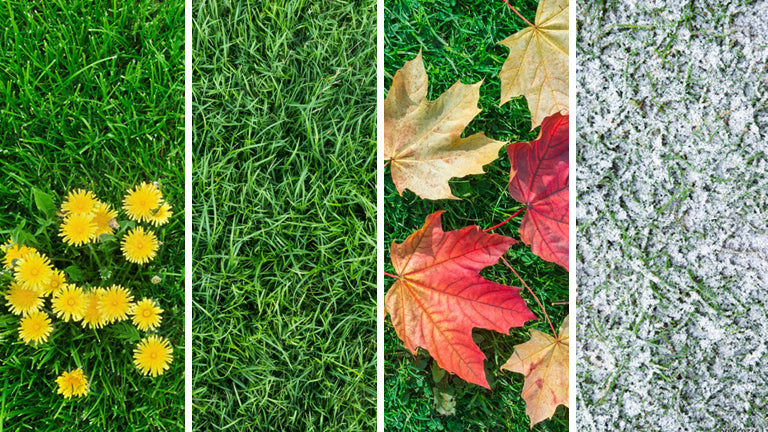 Cool Season Grass: Lawn Care Calendar