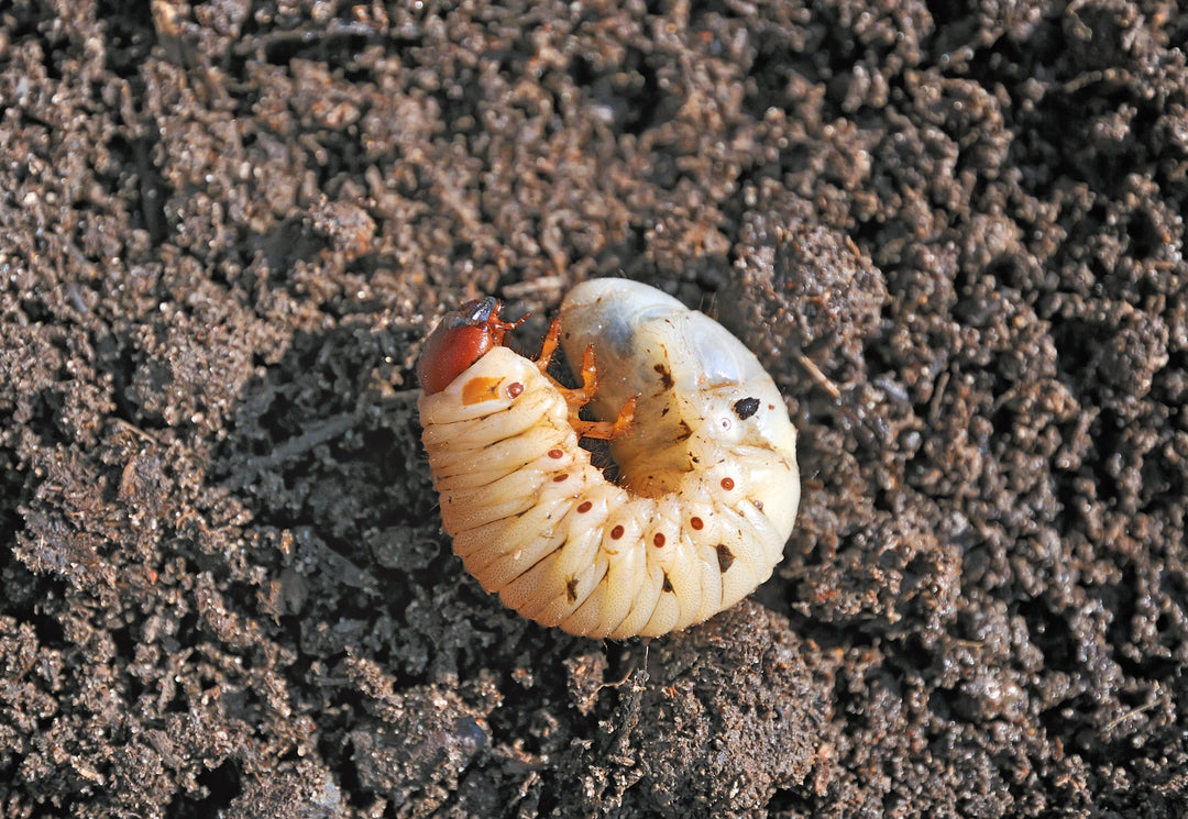 Stopping Summer Pests