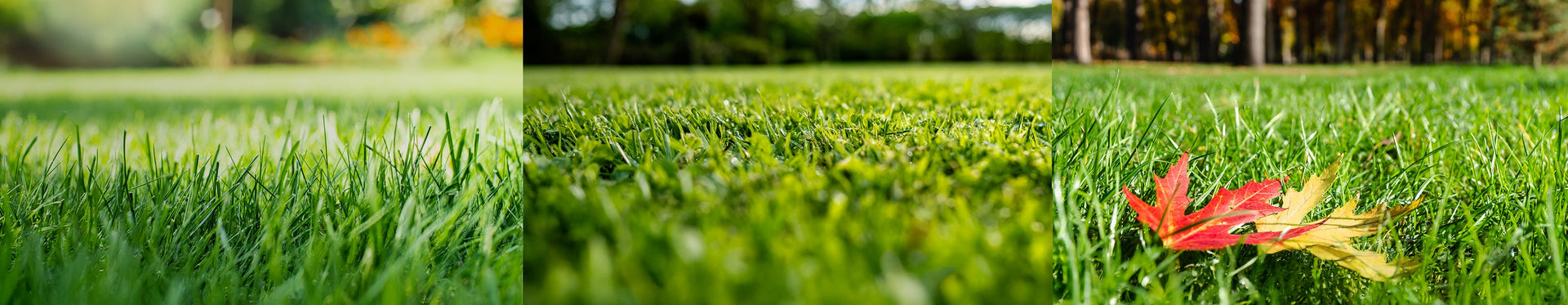 Full Season Programs – The Andersons Lawn