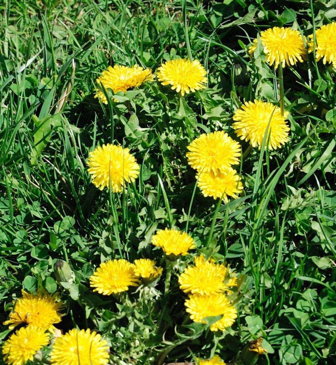 SHOP APP > Weed Control