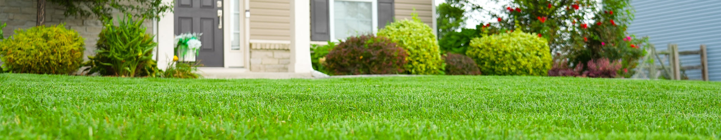 green lawn with house and landscaping in the background