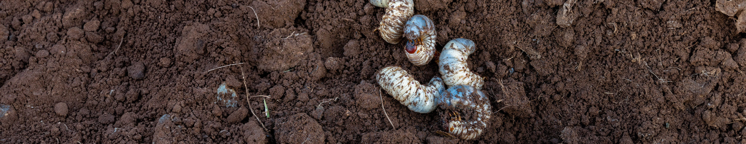 Lawn > Insect Control – The Andersons Lawn